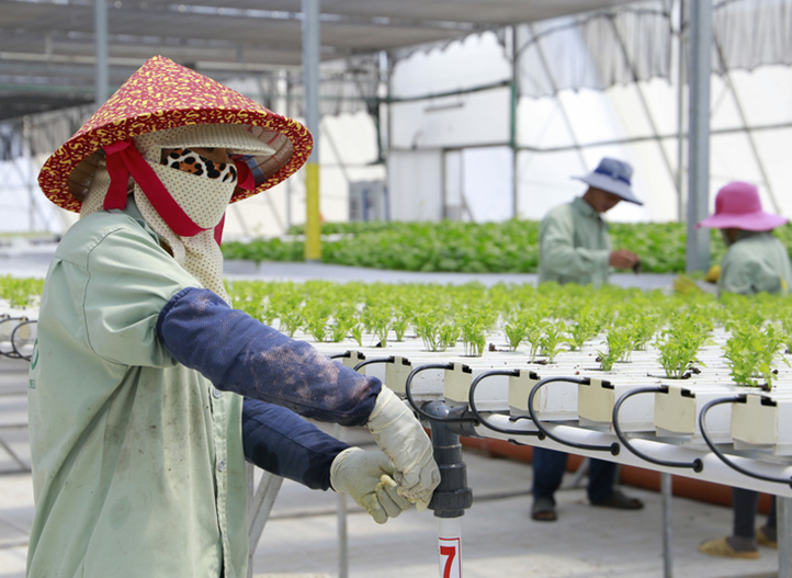 Vietnam: Kavun, Yapraklı Yeşillikler ve Diğer Sebzeler