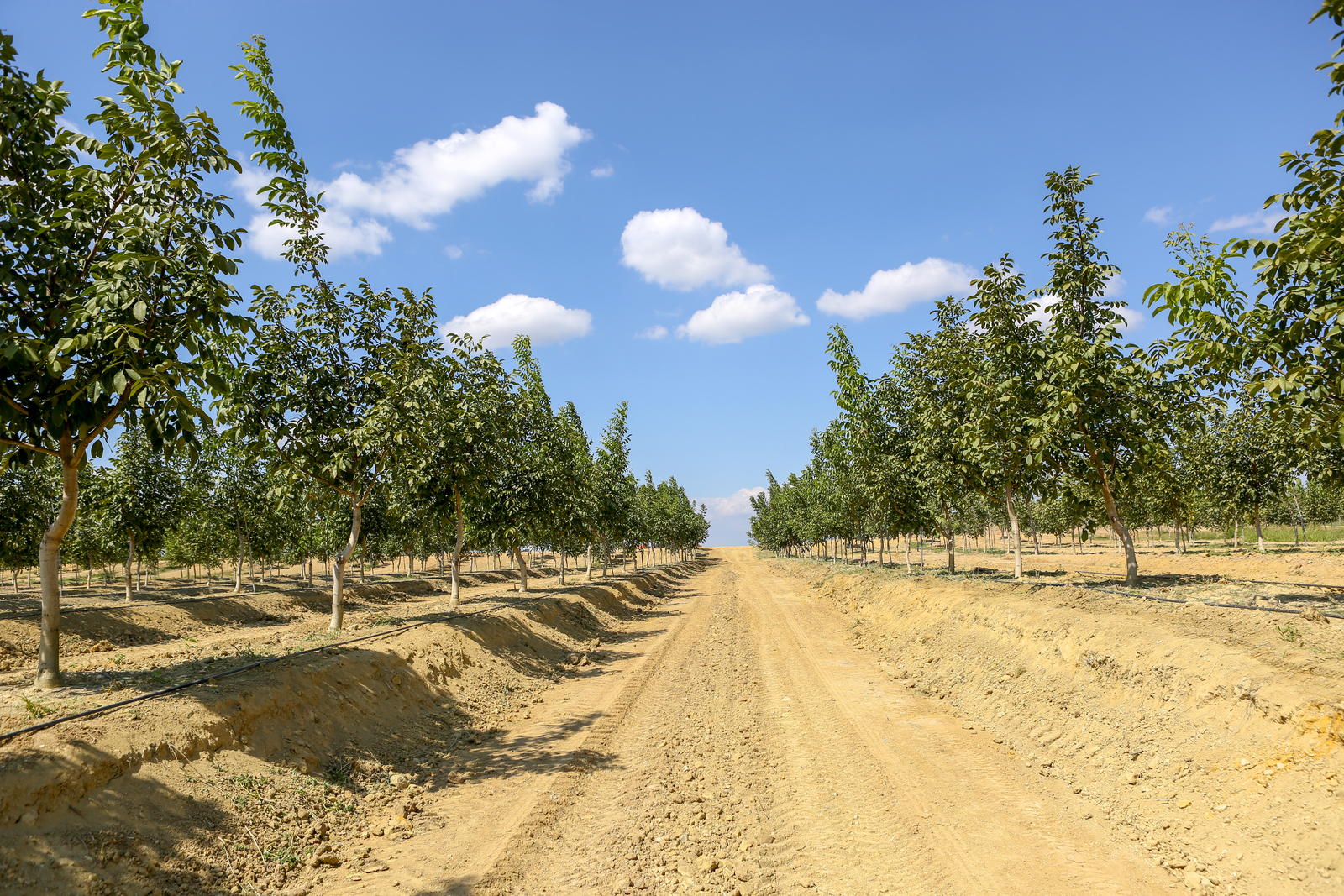 Ceviz Bahçesi damla sulama