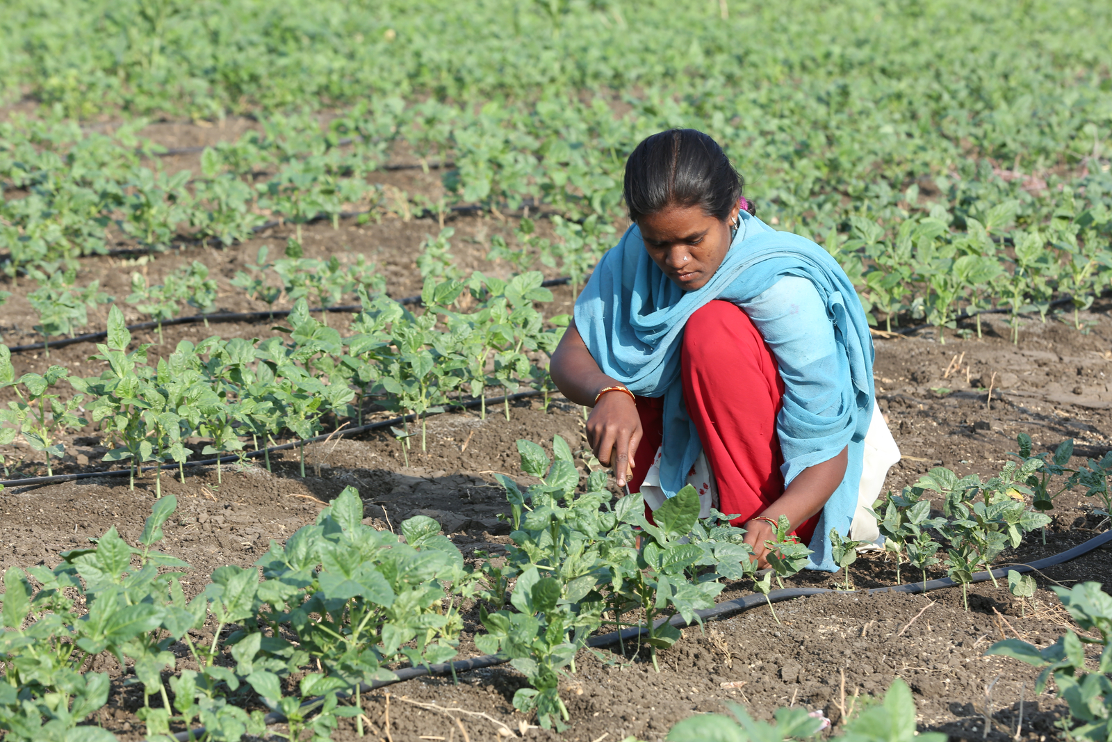 Damla Sulama Netafim Netafim