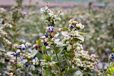 Maviyemiş ve Yaban Mersini: Tür Farkları, Yetiştiricilik ve Sulama Yönetimi