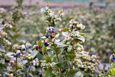 Maviyemiş ve Yaban Mersini: Tür Farkları, Yetiştiricilik ve Sulama Yönetimi