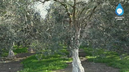 Zeytinde Toprak Altı Damla Sulama Sayesinde Verim ve Kalite Artışı Nasıl Gerçekleşir?