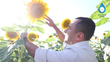 Damla Sulama Ayçiçeği Yetiştiriciliğinde Hangi Avantajları Sağlar?