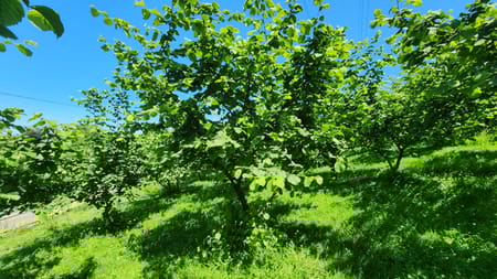 Türkiye’de Fındık Tarımının Önemi ve Zorlukları