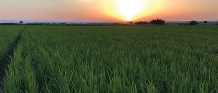 Çeltikte Girdi Maliyetleri Damla Sulama ile Nasıl Düşüyor?