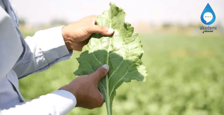 Şeker pancarında damla sulama ile Cercosporayı önlemek mümkün müdür?