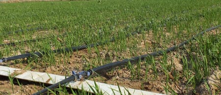 Damla sulama ile çeltik yetiştirilir mi?