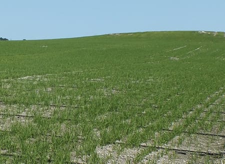 Damla Sulama ile Eğimli Arazilerde Çeltik Yetiştirmek Mümkün müdür?