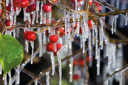 Zirai Don Nedir? Dondan korunma yöntemleri nelerdir?