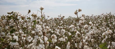 Pamukta Damla Sulamanın Verime Etkisi