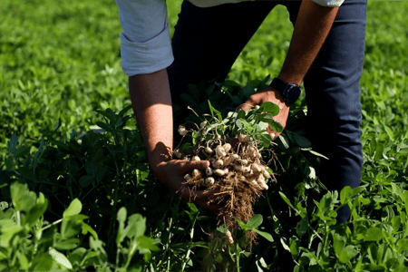 Yer Fıstığı Yetiştiriciliğinde damla ve akıllı sulama kullanımı neden önemlidir?