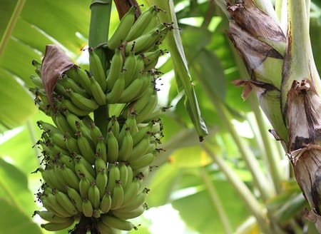 Muz Seralarında Sulama Sistemleri