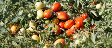 Sanayi Domatesinde Damla Sulamanın Verim ve Kaliteye Etkisi