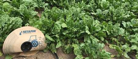 Şeker pancarında damla sulamanın kök ve yaprak hastalıklarına etkisi