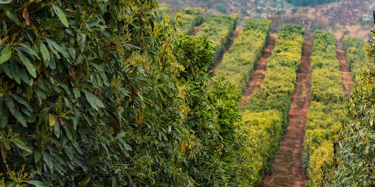 Avokado Plantasyonunda Rekor Verim ve Çok Hızlı Yatırım Geri Dönüşü
