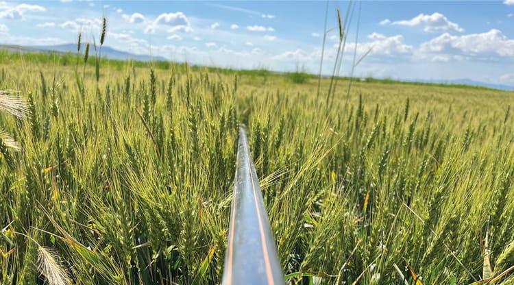 Banner Damla Sulamanın Buğday Tarımındaki Avantajları Nelerdir?