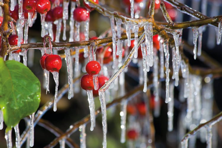 Banner Bahçelerde Don: Riskler ve Sprinkler ile Çözümler