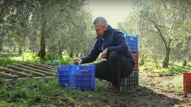Banner Zeytinde Toprak Altı Damla Sulama Sayesinde Verim ve Kalite Artışı Nasıl Gerçekleşir?