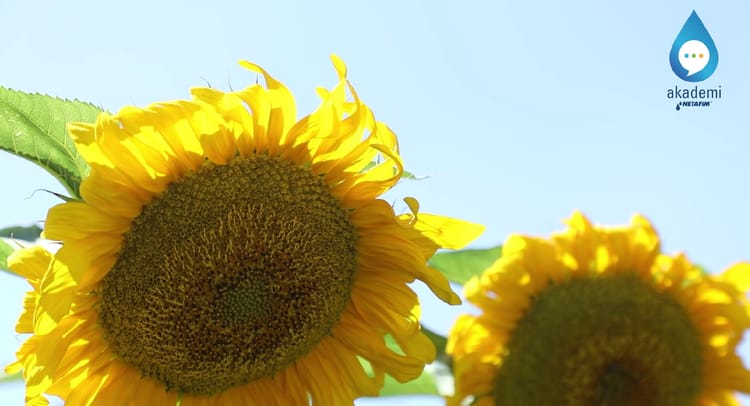 Banner Damla Sulama Ayçiçeği Yetiştiriciliğinde Hangi Avantajları Sağlar?
