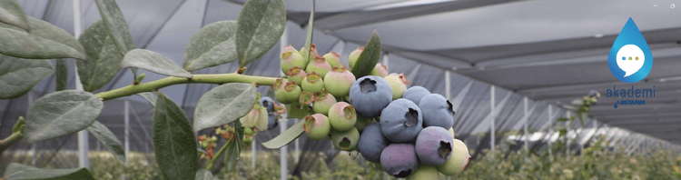 Blueberry Üretiminde Hassas Sulama ve Gübreleme