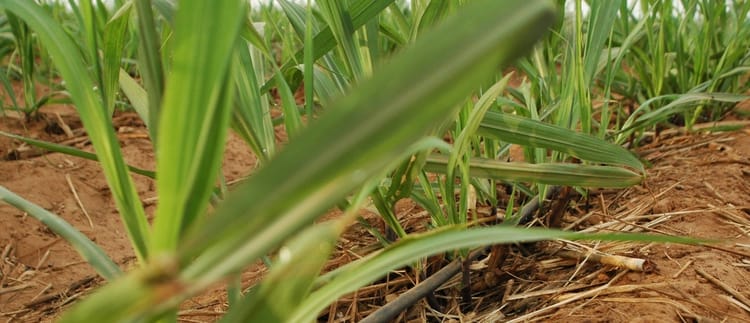 Şekerpancarında Damla Sulamanın Polara Etkisi