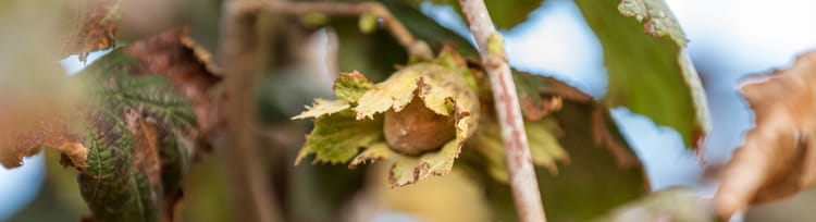 Banner Türkiye’de Fındık Tarımının Önemi ve Zorlukları