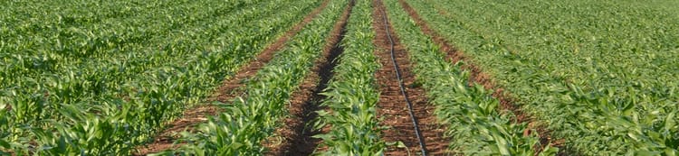 Mısırda Damla Sulama Sistemleri