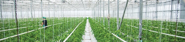 Akıllı Otomatik Sulama Çözümleri