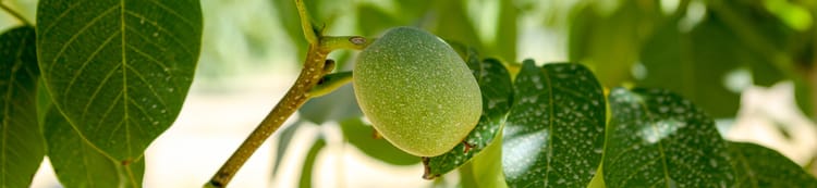 Cevizde Damla Sulama