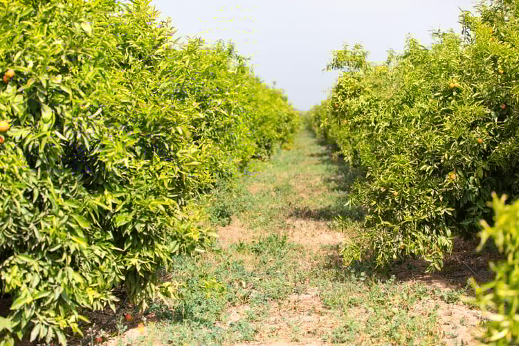 Banner Tarımda Miras ve Yeniliği Bir Araya Getirmek