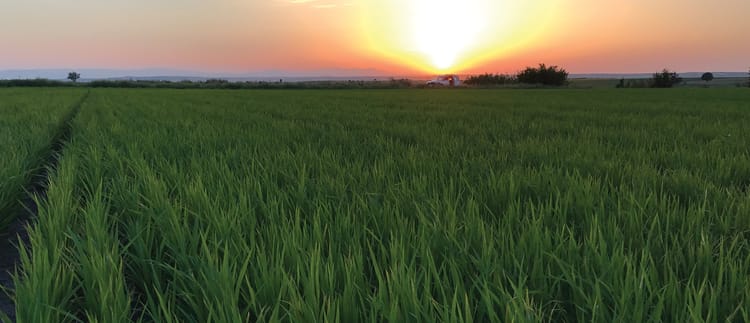 Banner Çeltikte Girdi Maliyetleri Damla Sulama ile Nasıl Düşüyor?