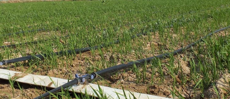 Banner Damla sulama ile çeltik yetiştirilir mi?