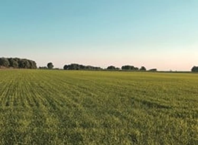 damla sulama ile çeltik