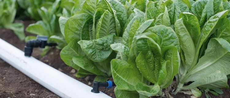 Akıllı Sulama için Esnek ve PE Borular