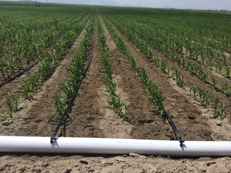 Damla Sulama Sistemlerinin Kurulumu