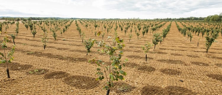 Fındıkta damla sulamanın avantajları