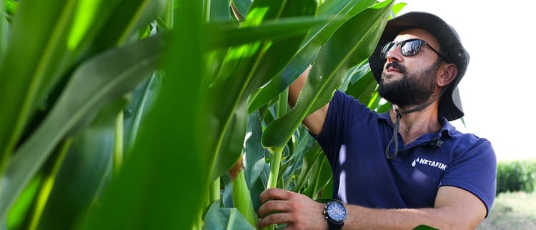 ŞİMDİYE KADARKİ EN İYİ MISIRINIZI YETİŞTİRİN.