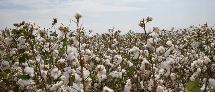 Pamukta Damla Sulamanın Verime Etkisi