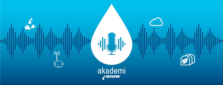 Banner Fındıkta toprak altı damla sulama nedir? Avantajları nelerdir?