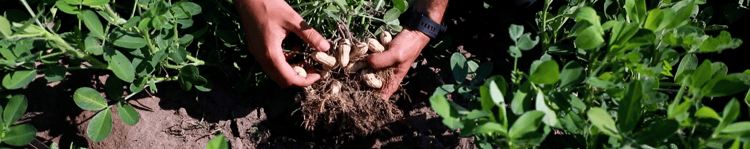 Banner Yer Fıstığı Yetiştiriciliğinde damla ve akıllı sulama kullanımı neden önemlidir?