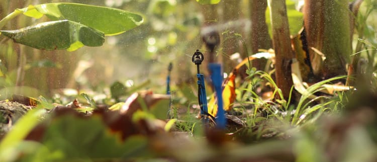 Banner Muz Seralarında Sulama Sistemleri