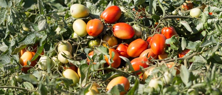 Banner Sanayi Domatesinde Damla Sulamanın Verim ve Kaliteye Etkisi