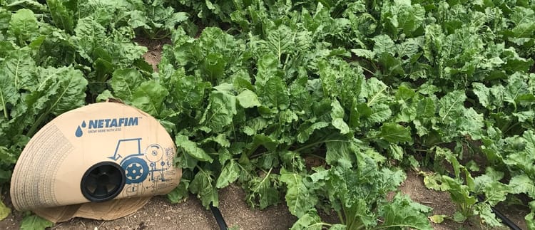 Banner Şeker pancarında damla sulamanın kök ve yaprak hastalıklarına etkisi