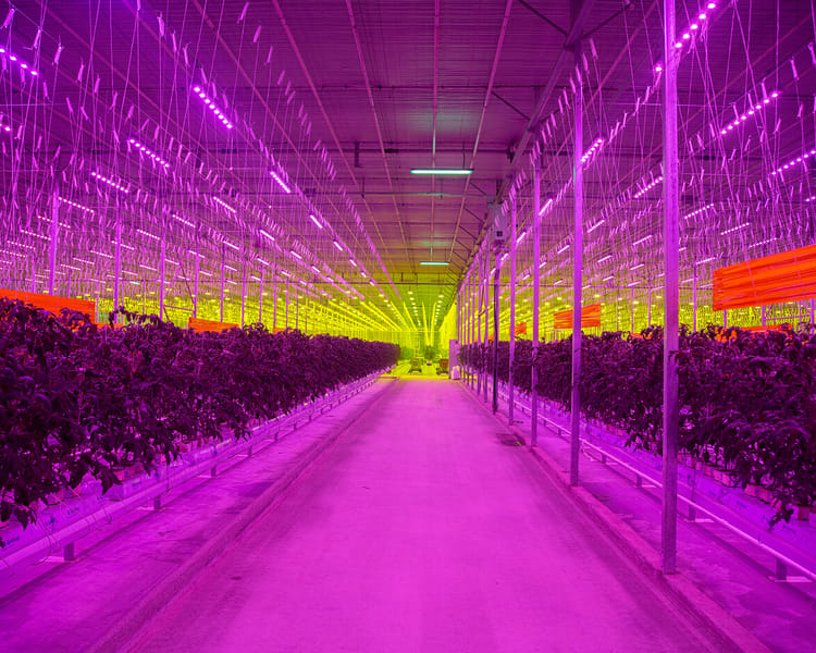 Greenhouse in ultraviolet light