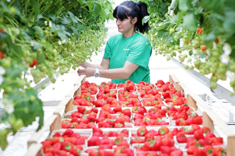 Large-scale polyhouse project