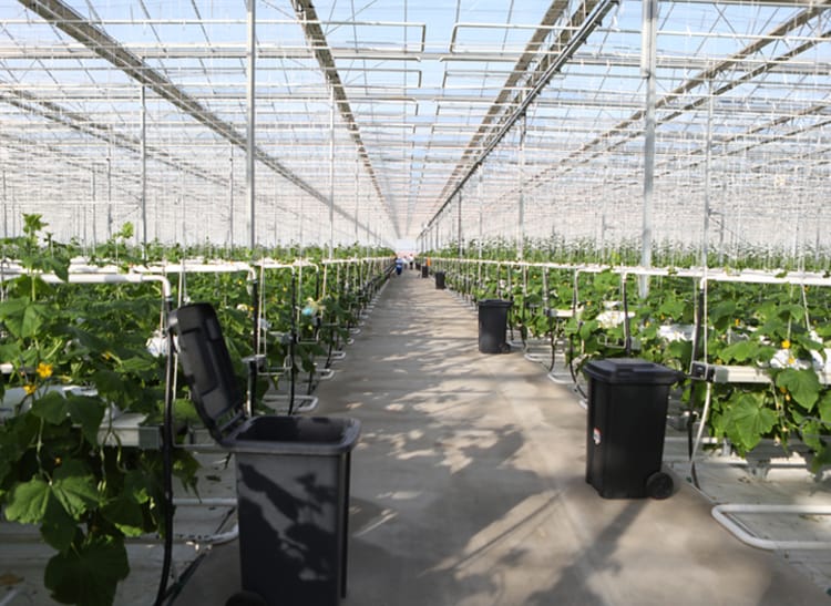 Kazakhstan-cucumbers-and-tomatoes in greenhouse