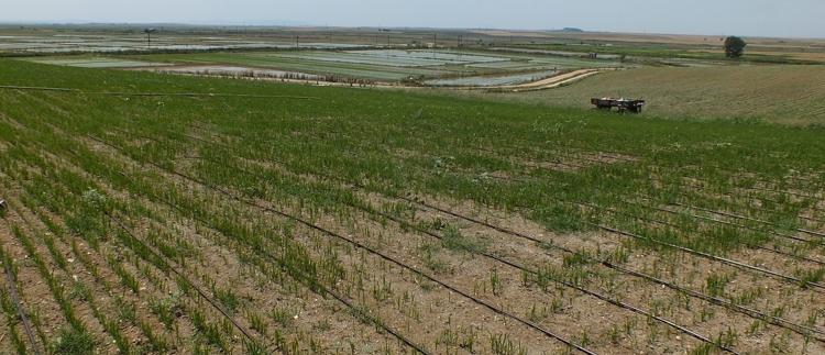 Banner Eğimli arazilerde çeltik üretimi damla sulama ile mümkün