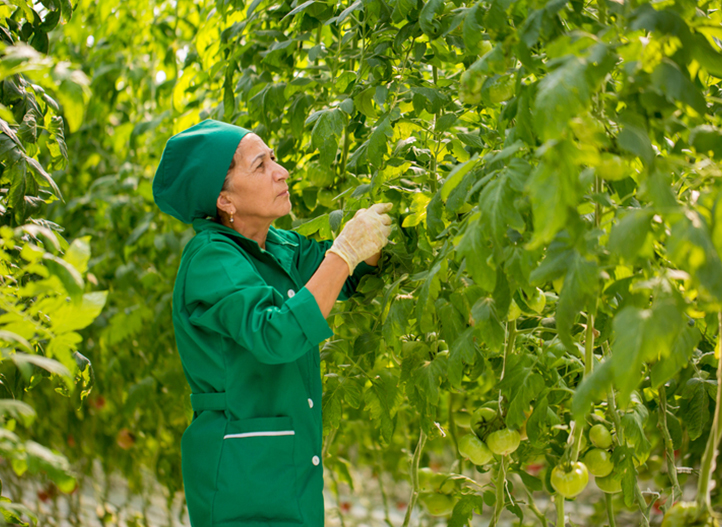 Azerbaycan: Domates yetiştirmek su tasarrufu sağlıyor